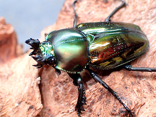 画像: ★セール！ニジイロクワガタ♂４５mmペア★