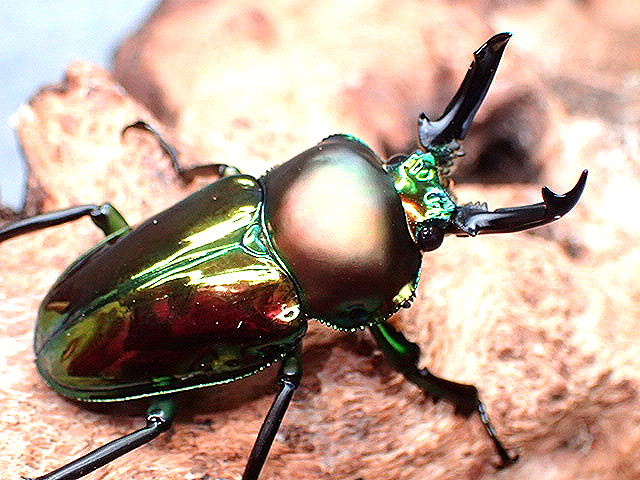 画像: ★セール！ニジイロクワガタ♂４５mmペア★