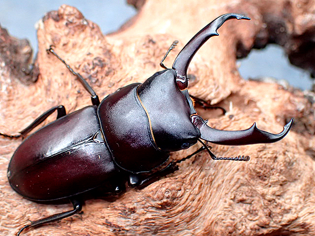 画像: ★南紀大島産コクワガタ♂４８mmペア★