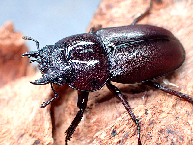 画像: ★南紀大島産コクワガタ♂４８mmペア★