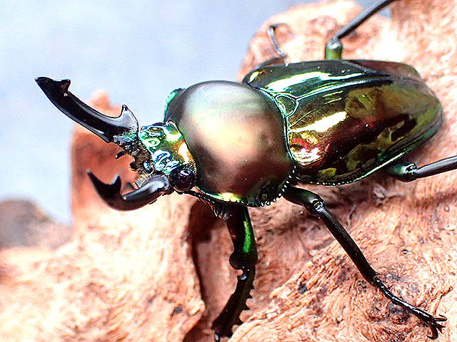 画像1: ★セール！ニジイロクワガタ♂４５mmペア★