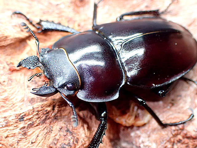 画像: ★セール！西表島産！ヤエヤママルバネクワガタ♂４４mmペア★