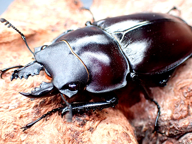 画像1: ★セール！西表島産！ヤエヤママルバネクワガタ♂４４mmペア★