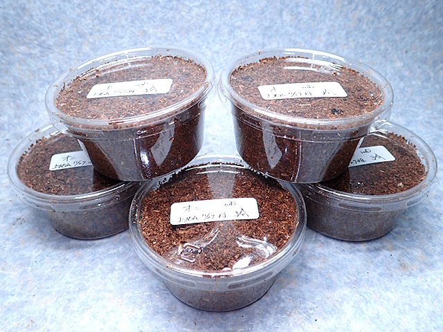 画像: ★ＷＤ！奈良県産オニクワガタ／幼虫５頭セット★