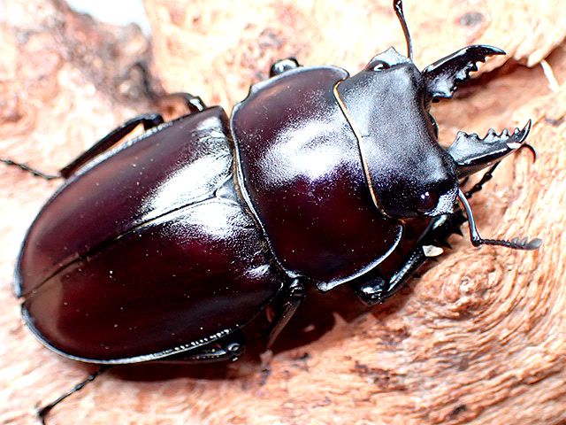 画像: ★セール！西表島産！ヤエヤママルバネクワガタ♂４４mmペア★