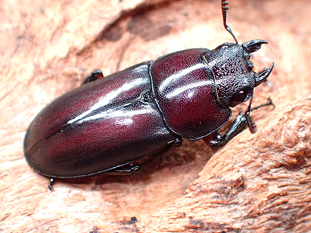 画像: ★ＭＦ,カプレコルヌス♀２２mm単品★