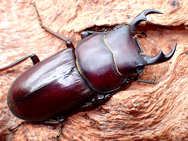 画像: ★貴重！ヤエヤマコクワ♂３７mmペア★