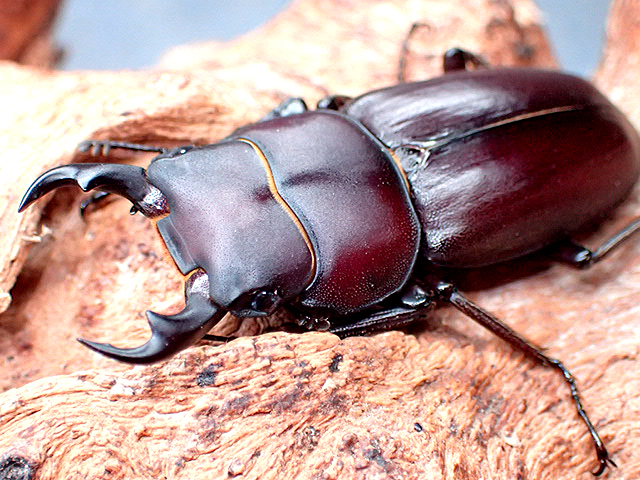 画像1: ★貴重！ヤエヤマコクワ♂３７mmペア★