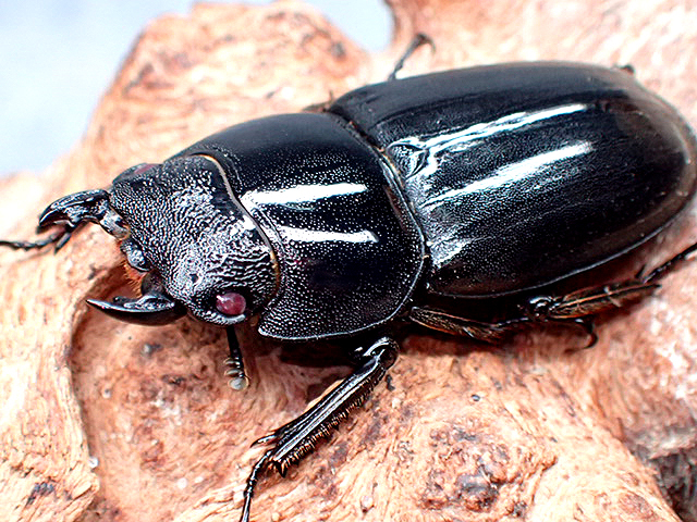 画像1: ★セール！美麗クリスタルピンクアイ！パラワンオオヒラタ♀４３mm単品★